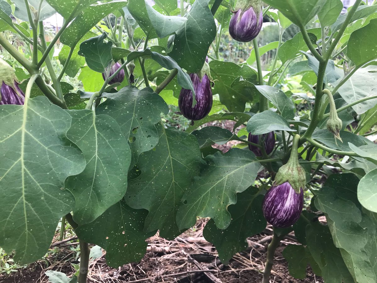 野菜ナス種15粒