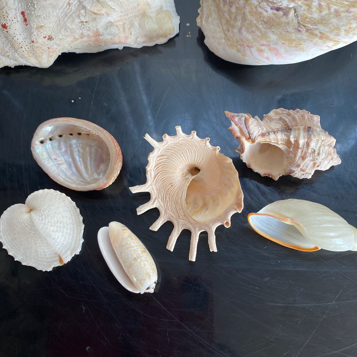 貝殻 標本 貝標本 化石 骨董 アンティーク 飾り　珍しい貝殻　まとめ　①_画像5