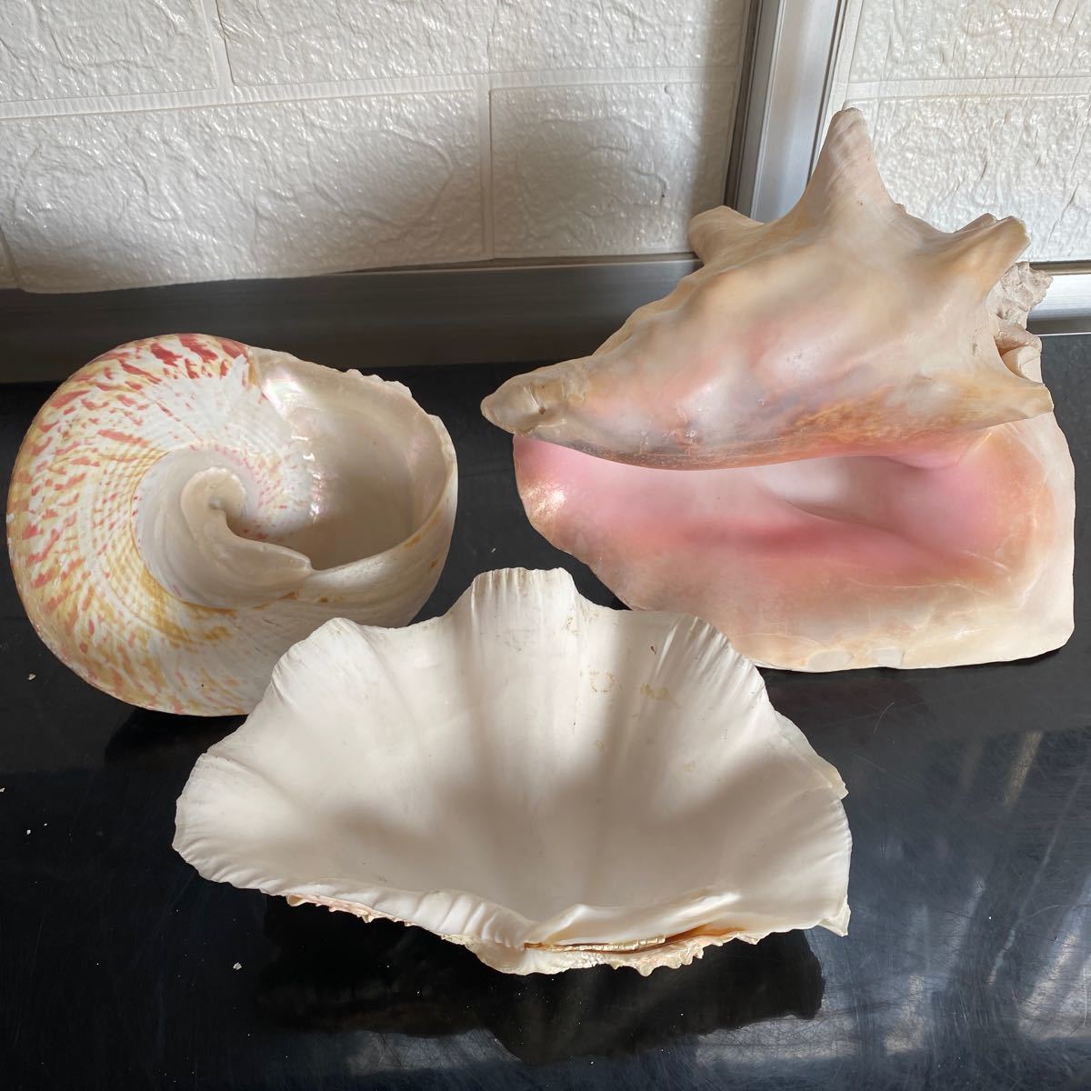 貝殻 標本 貝標本 化石 骨董 アンティーク 飾り　珍しい貝殻　まとめ　①_画像7