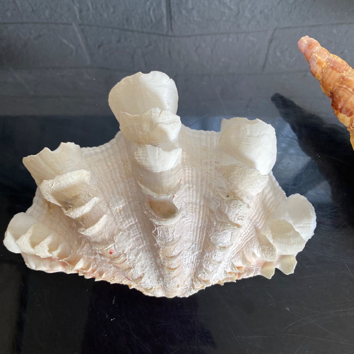 貝殻 標本 貝標本 化石 骨董 アンティーク 飾り　珍しい貝殻　まとめ　②_画像2