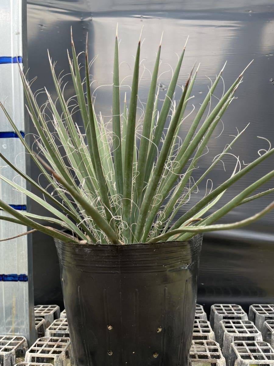 送料無料 Yucca Decipiens ユッカ デシピエンシス 実生苗 美株 6号ポット_画像6