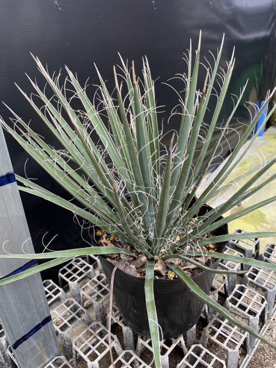 送料無料 Yucca Decipiens ユッカ デシピエンシス 実生苗 美株 6号ポット_画像5