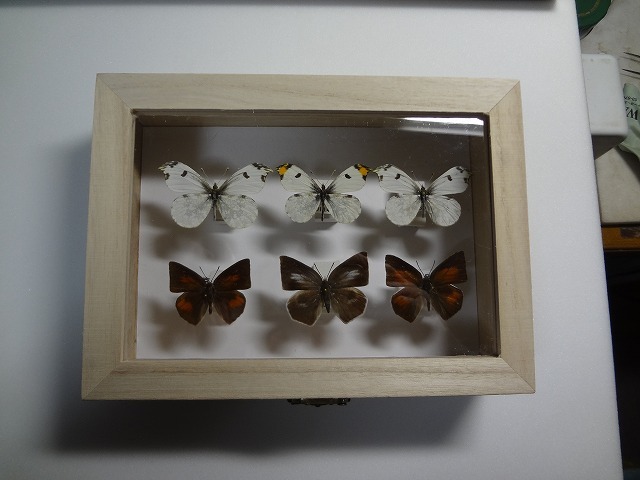  butterfly. specimen tsumakichou*ula silver corbicula pair box attaching 