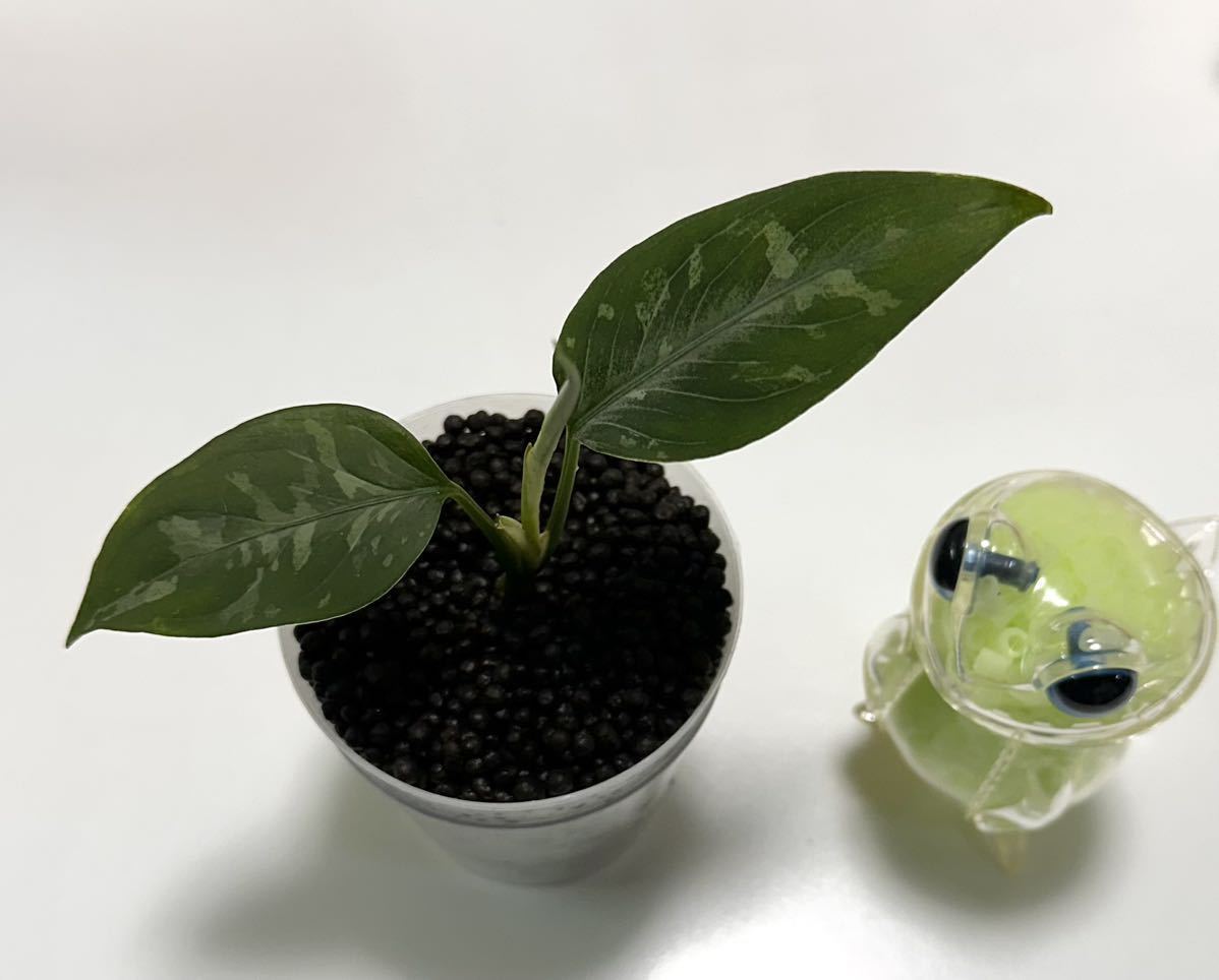 Yahoo!オークション - LA便 aglaonema pictum “銀戦車” 【LA0315 Yahoo!オークション - LA便 aglaonema pictum “銀戦車” 【LA0315
