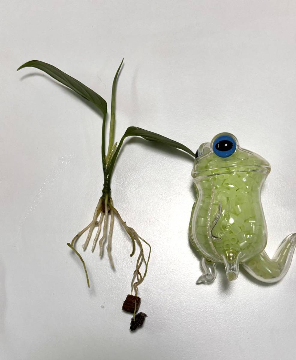 Yahoo!オークション - LA便 aglaonema pictum “銀戦車” 【LA0315 Yahoo!オークション - LA便 aglaonema pictum “銀戦車” 【LA0315