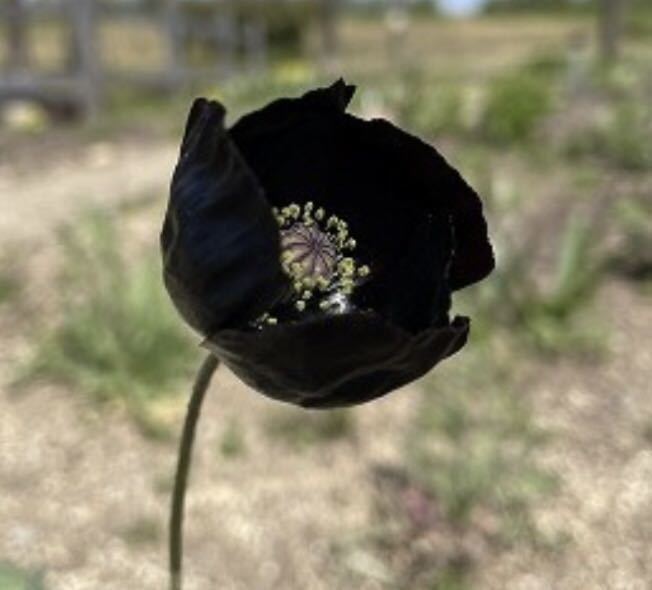 ポピー　ブラックマジック　花の種_画像1