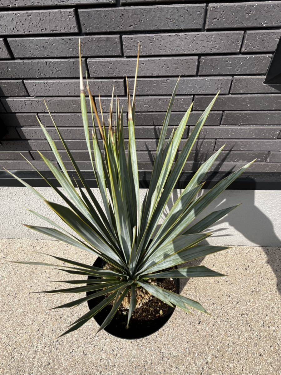  yucca Lost la-ta evergreen decorative plant enduring cold . Driger ten symbol tree potted plant gardening lock garden California Yucca