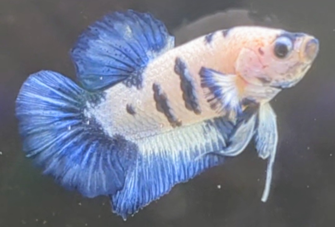 【ほっぺちゃんFARM】〈ベタ・Betta〉Ｉ-7 ブルーマーブル・ポルカドットPK (オス♂)_画像3