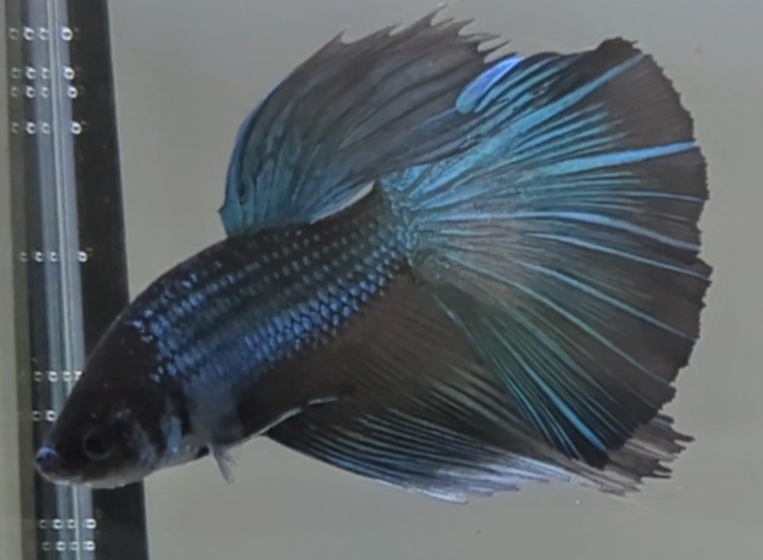 【ほっぺちゃんFARM】〈ベタ・Betta〉Q-3 ブラックエンペラーキャメル・ネプチューンHM (オス♂)☆ご売約☆の画像3