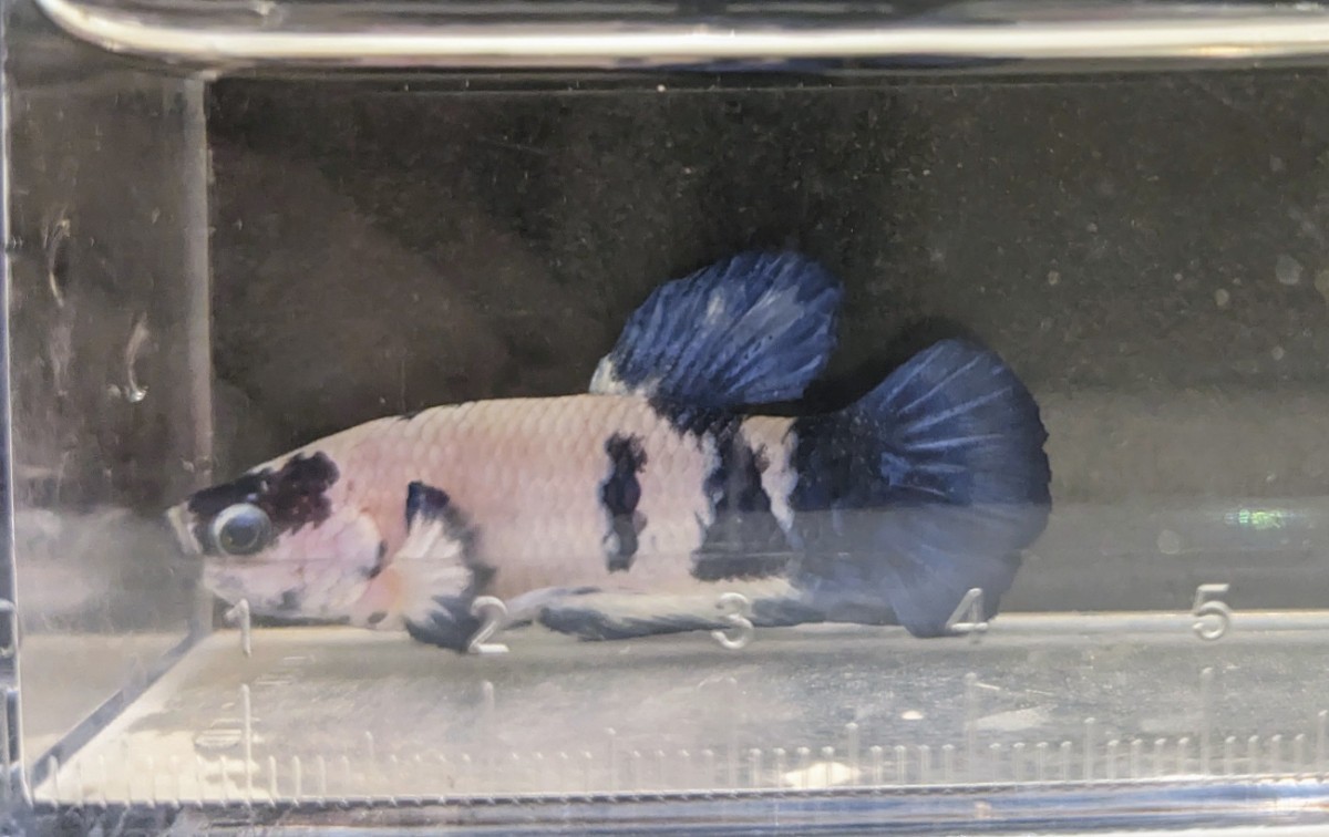 【ほっぺちゃんFARM】〈ベタ・Betta〉Ｉ-7 ブルーマーブル・ポルカドットPK (オス♂)_画像8