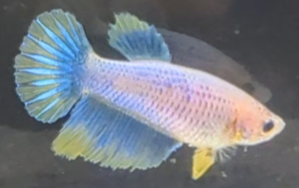 【ほっぺちゃんFARM】〈ベタ・Betta〉P-4 イエローグリッセルHM (メス♀)☆SALE☆_画像2