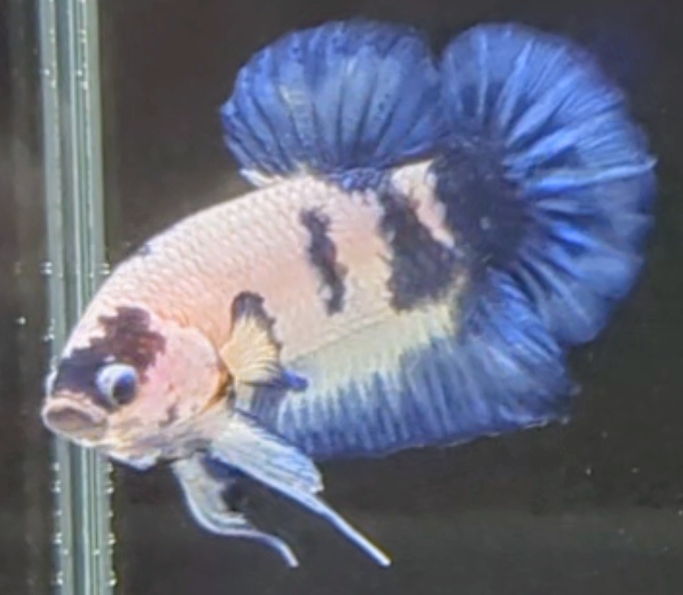 【ほっぺちゃんFARM】〈ベタ・Betta〉Ｉ-7 ブルーマーブル・ポルカドットPK (オス♂)_画像1