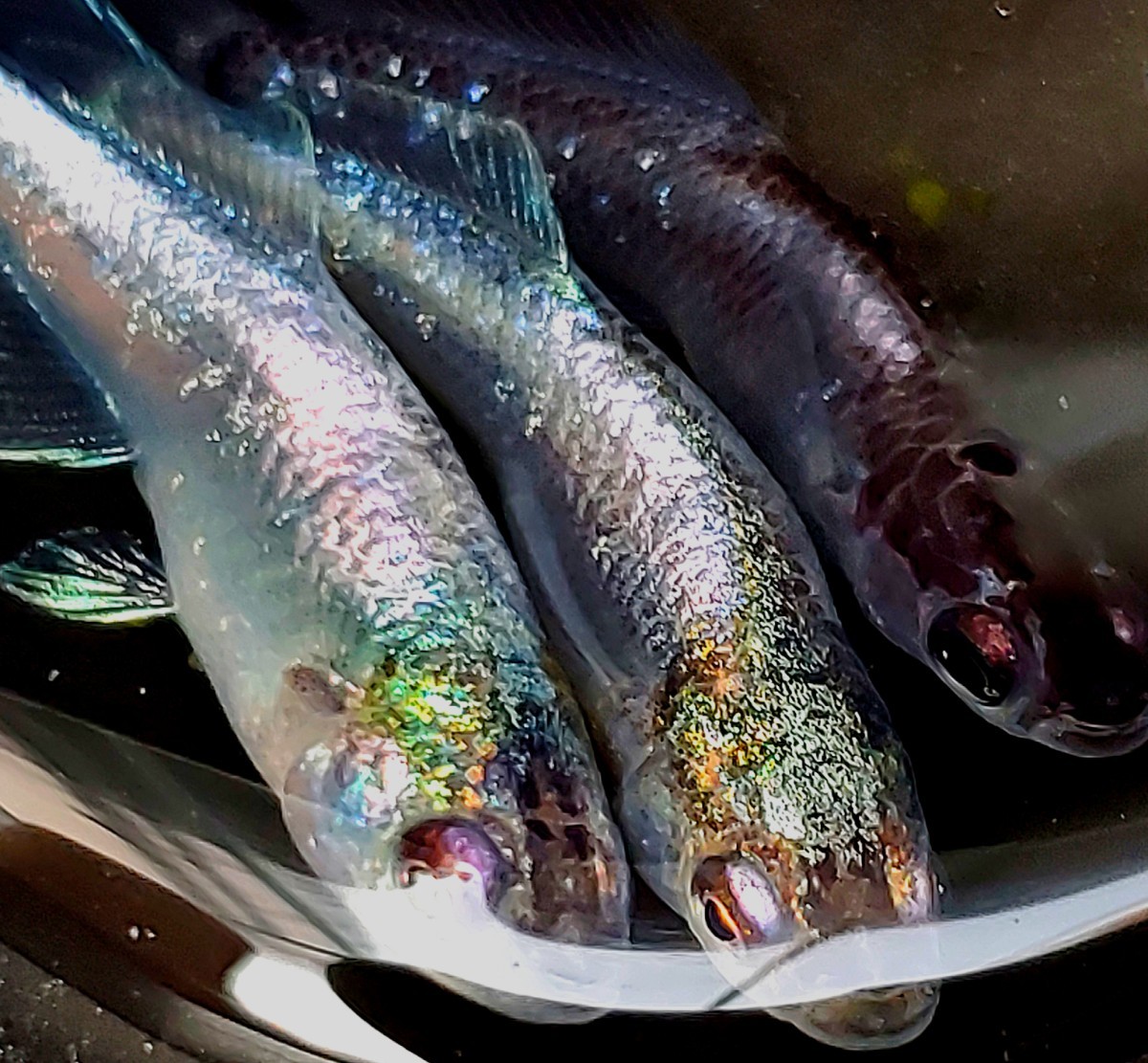 送料込【サイコメダカ】野州下野メダカ様直系 極レア ムラサキ 成魚 1トリオ ♂ワイドフィンタイプ1匹　♀極上体外光タイプ2匹　現物出品 _画像6