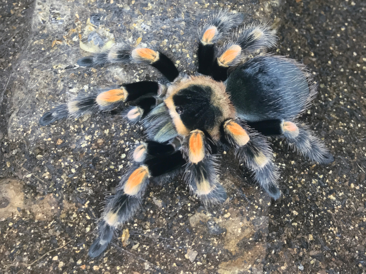 【初心者向タランチュラ】匿名配送 ♀亜成体 メキシカンレッドニー Brachypelma hamorii［本州・四国のみ発送可］_出品個体