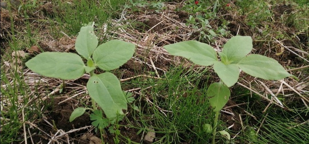 大きくそだつひまわりの種　たっぷり14g約200粒 花畑　プランター　花壇　花束　生花　インテリア　_画像7