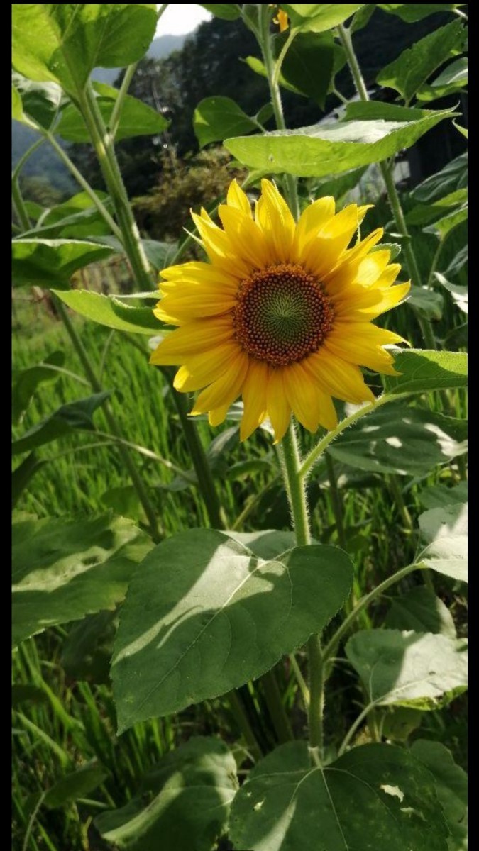 大きくそだつひまわりの種　たっぷり14g約200粒 花畑　プランター　花壇　花束　生花　インテリア　_画像8