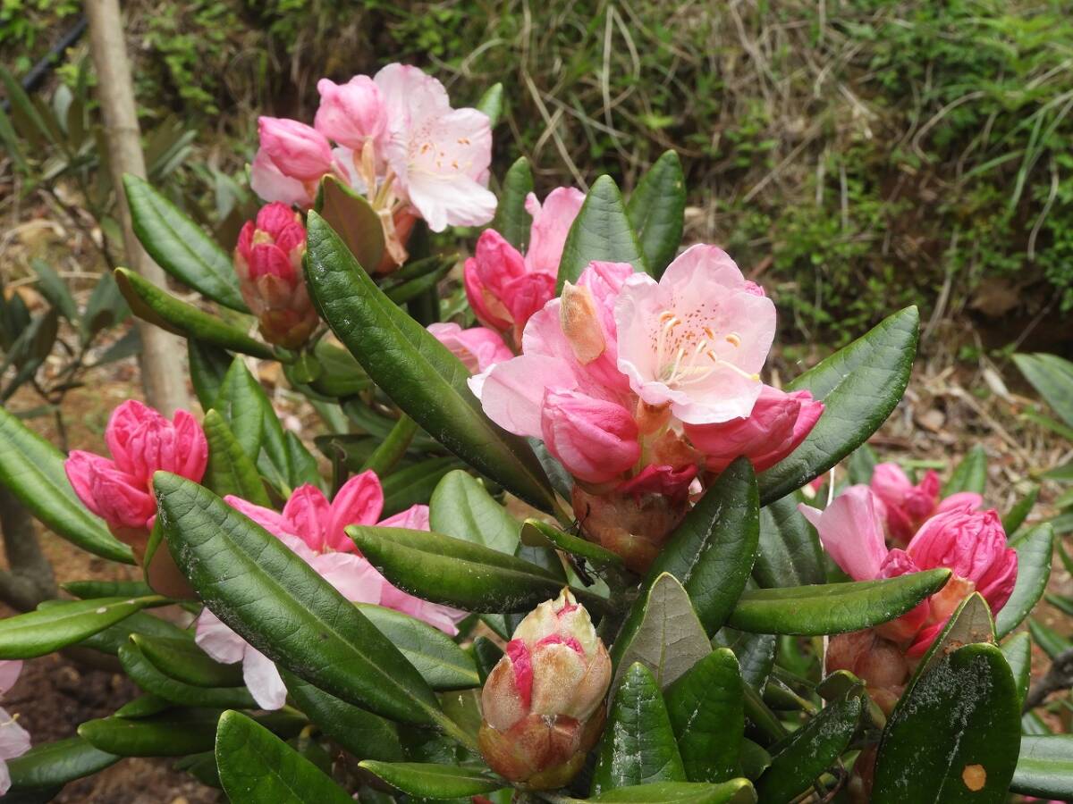 稀少な原種 ： セイヨウシャクナゲ（西洋石楠花） シミアラム（R, Simiaruｍ) 02.09_画像6