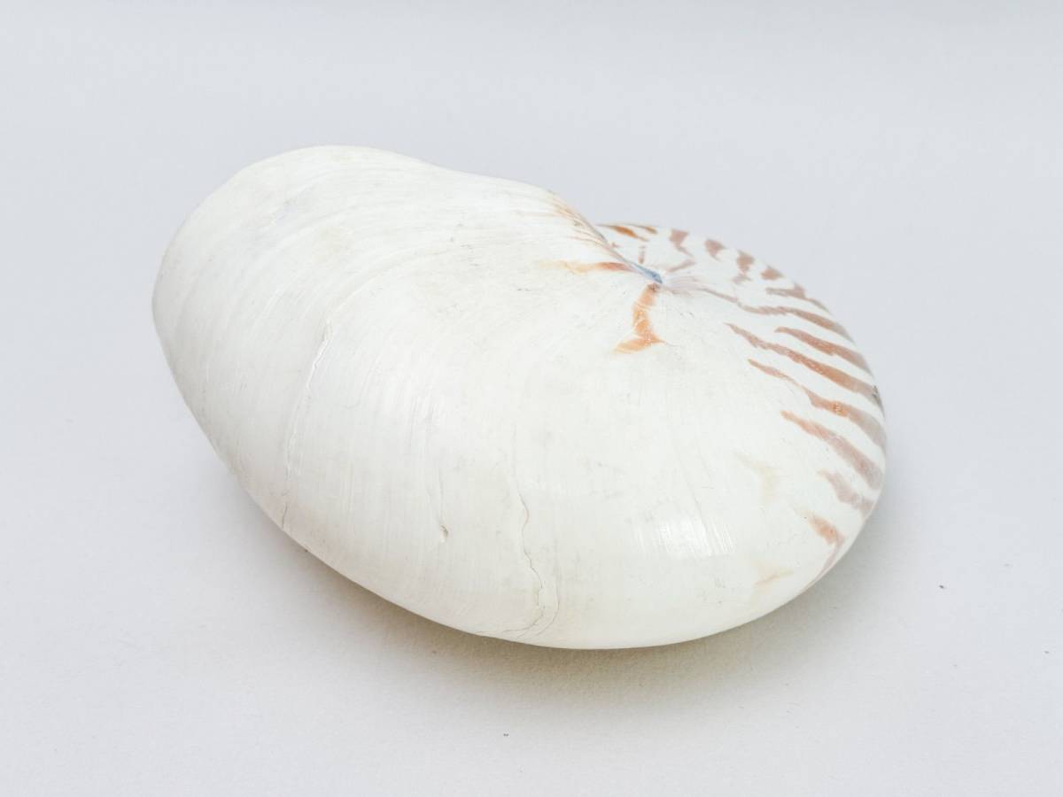 オウムガイ アンティーク 古道具 標本種 置物 オーム貝 貝殻の画像2