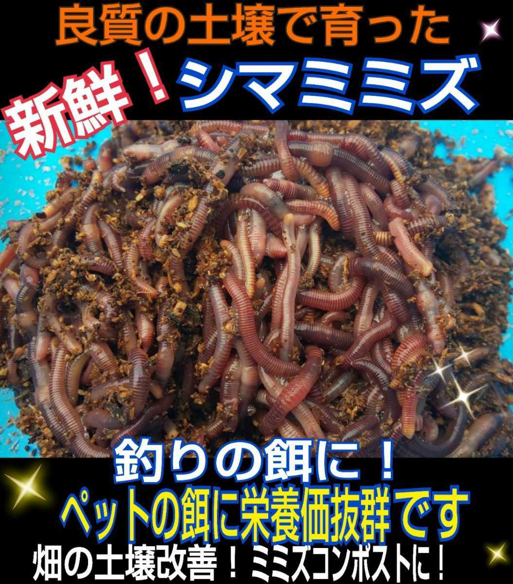  fishing. bait * fresh!.. length direct delivery!sima ear z200 pcs set yamame,iwana, black bus etc. anything fishing ..! aquarium fish, reptiles, amphibia. bait also 