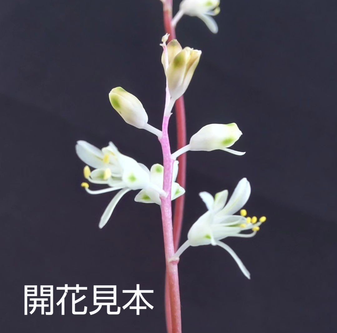◆種子15粒◆ ラケナリア アンジェリカ【Lachenalia angelica】/検索用→ケープバルブ_画像2