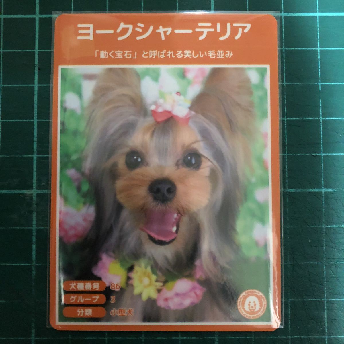 ヤフオク 犬種図鑑カード No 013 ヨークシャーテリア