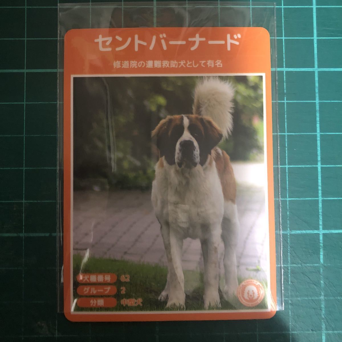ヤフオク 犬種図鑑カード No 052 セントバーナード ヤフオク 犬種図鑑カード No 052 セントバーナード