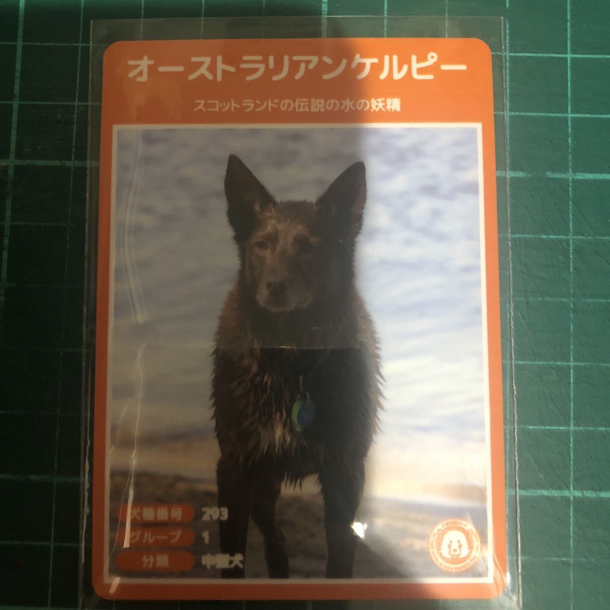 ヤフオク 犬種図鑑カード No 103 オーストラリアンケ ヤフオク 犬種図鑑カード No 103 オーストラリアンケ