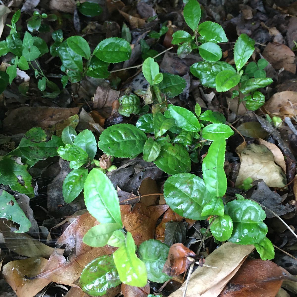 ★★お茶苗5株★★お茶の苗木　日本茶の苗　抜き苗_画像7