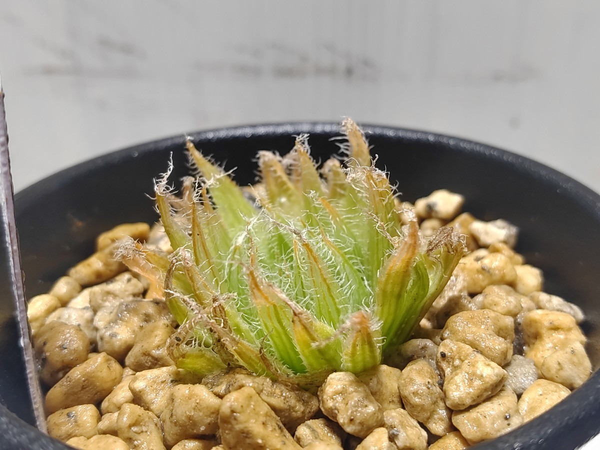 【即決】'Haworthia bella '青い妖精''【送料無料】_画像4