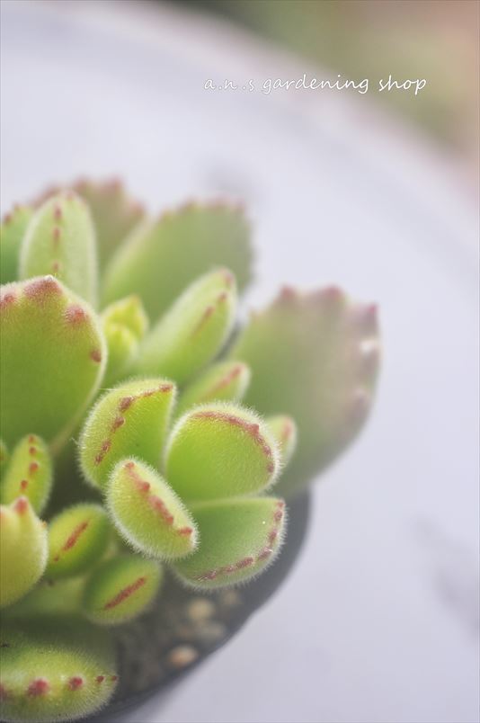 熊童子＊多肉植物・人気・コチレドン_画像2