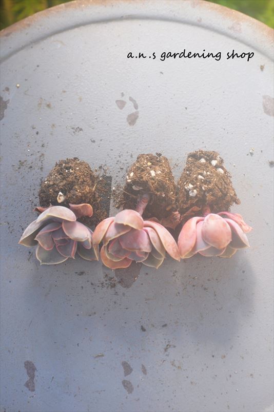 紫真珠 プラグ苗3ヶ(鉢はつきません)＊多肉・多肉植物・韓国苗の画像3