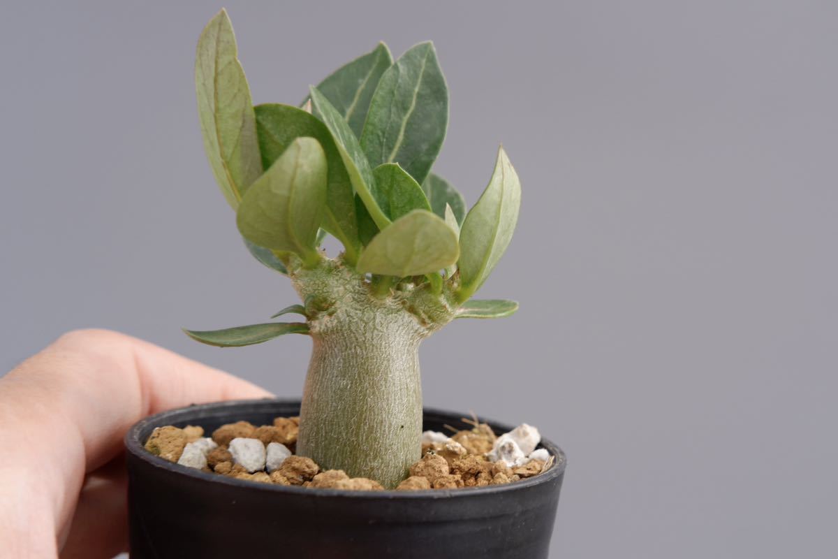 【2株セット】アデニウム アラビカム ブラックステムAdenium arabicum Blackstem実生株_画像2