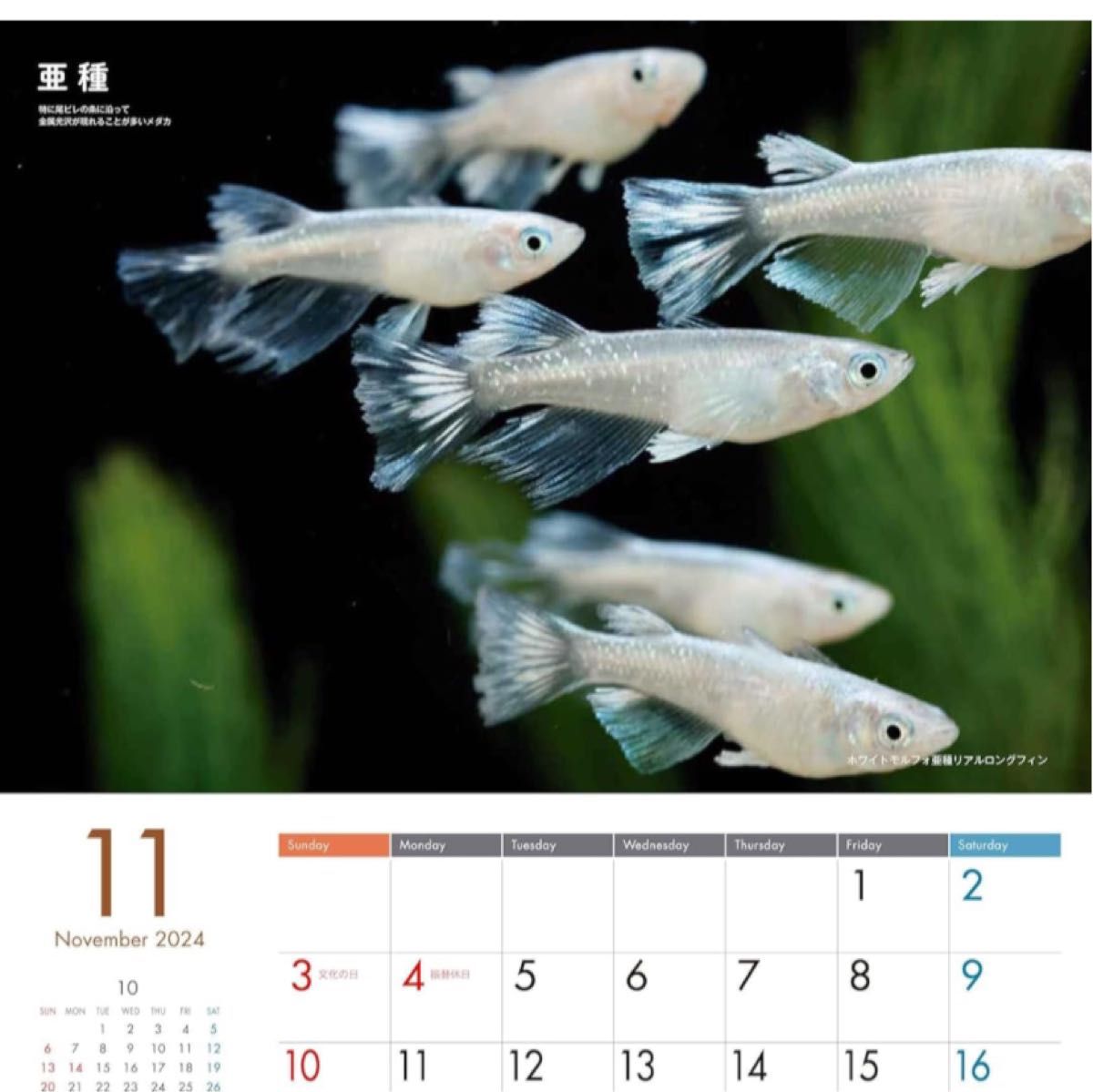 日本観賞魚振興事業協同組合Medaka Calendar メダカカレンダー 2024