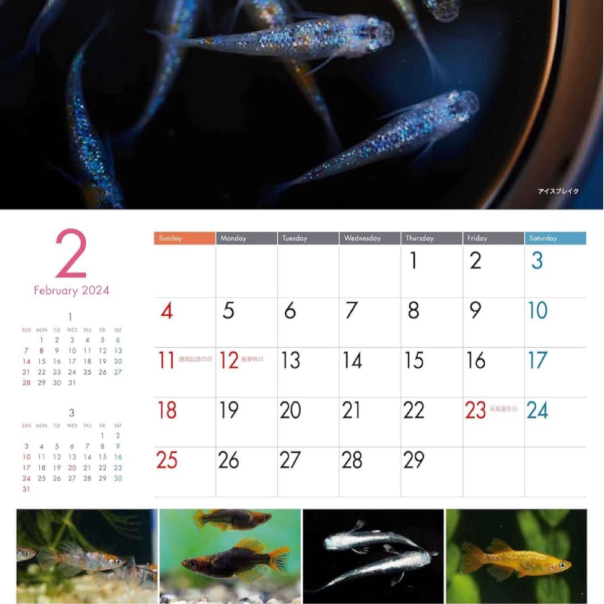 日本観賞魚振興事業協同組合Medaka Calendar メダカカレンダー 2024