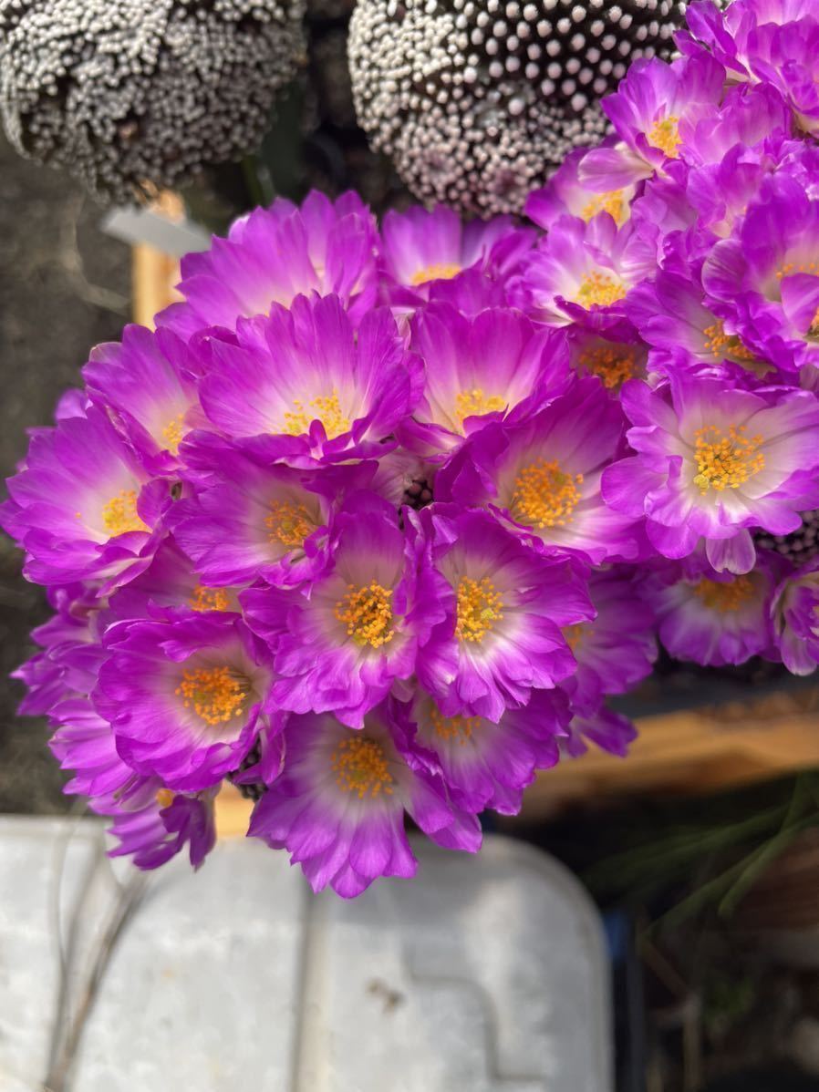 a1初売り大特価ルエッテイ群生トクシロ濃密大変綺麗な花咲きます。ドンドン増え特大に成長します。A ＡＡ_参考