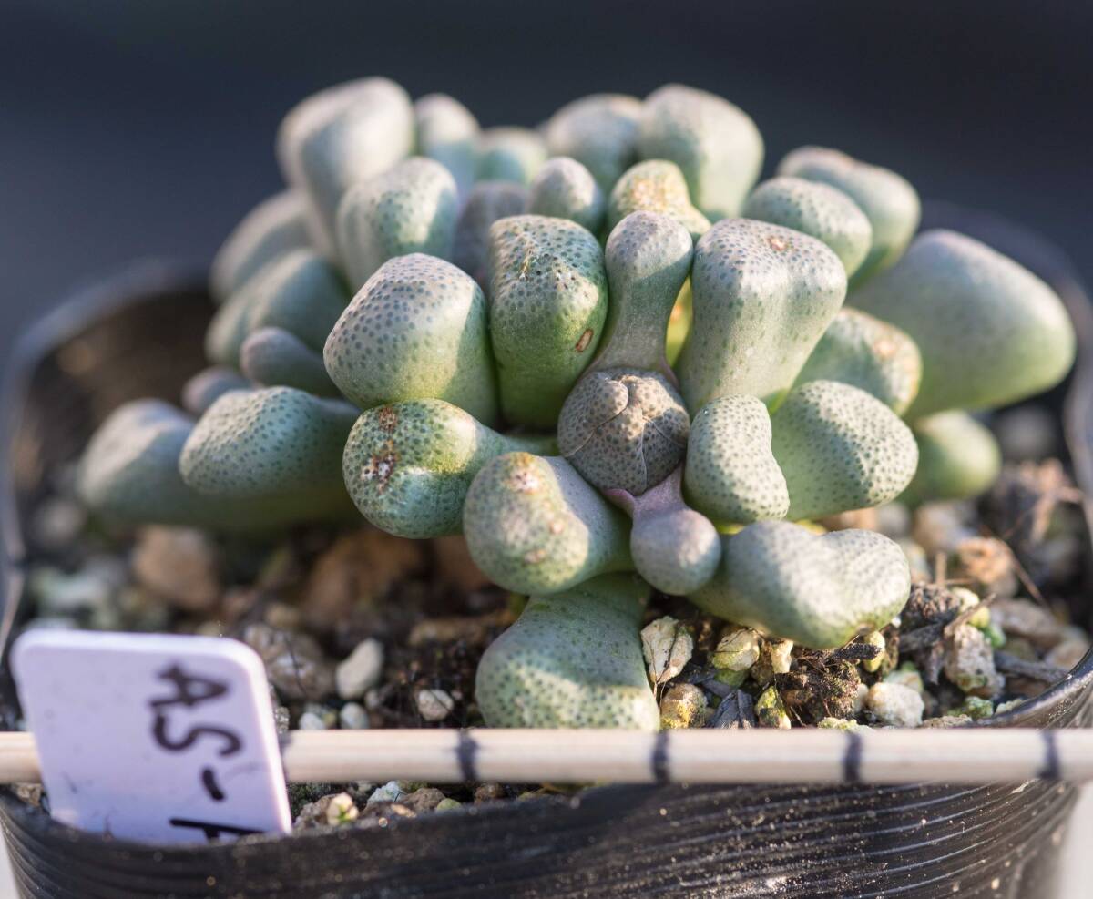 多肉塊根苗　Aloinopsis schooneesii　唐扇AS-Ａ_画像2