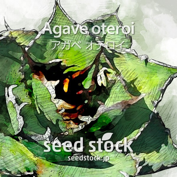 アガベの種 Agave oteroi 20個 ★送料80円 AV100_画像1