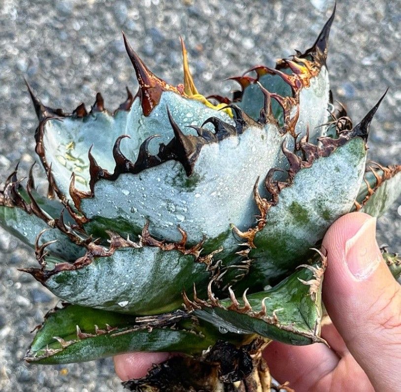 C217多肉植物 アガベ チタノタ 台湾GODZILLA ゴジラ 狂刺子株 C217多肉植物 アガベ チタノタ 台湾GODZILLA ゴジラ 狂刺子株
