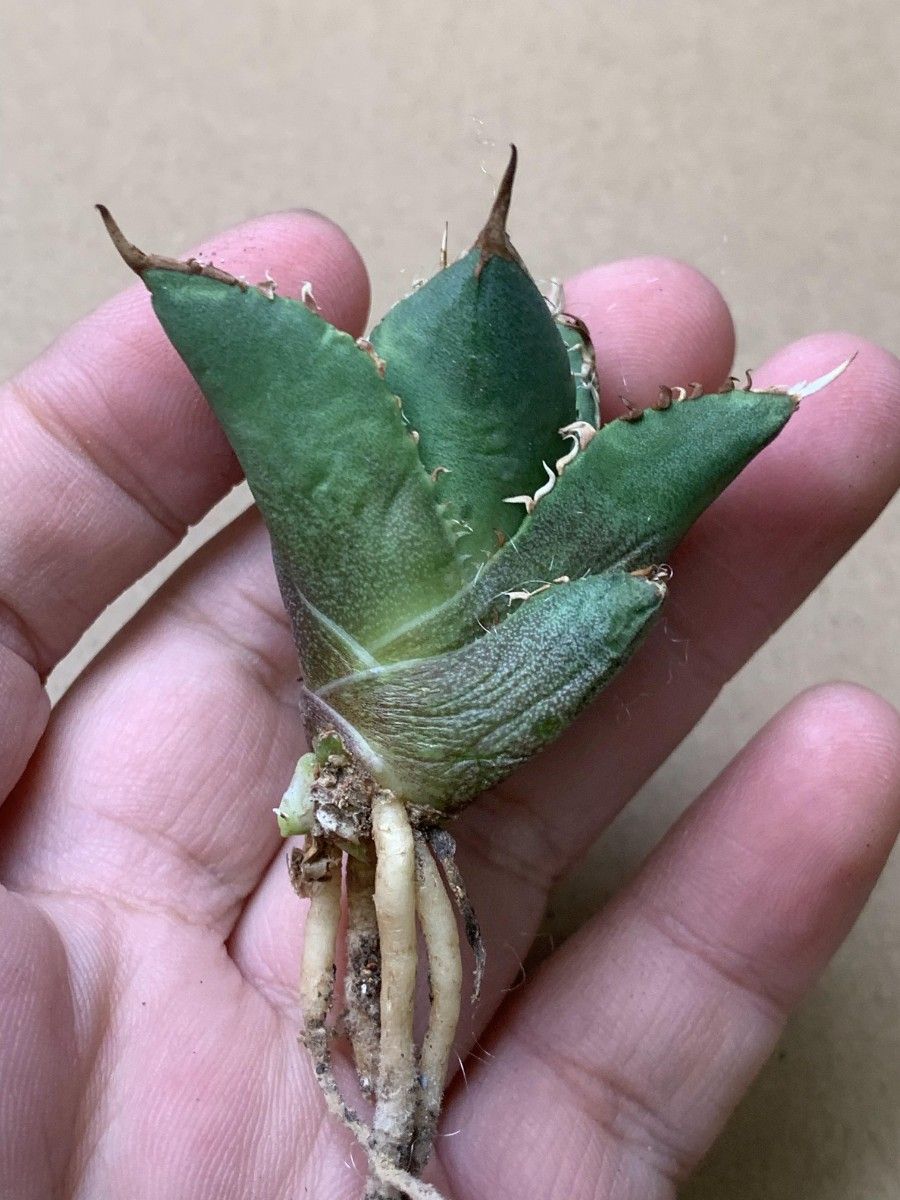 C212多肉植物 アガベ チタノタ 鬼爪 雪峰 強棘 狂刺|Yahoo C212多肉植物 アガベ チタノタ 鬼爪 雪峰 強棘 狂刺|Yahoo