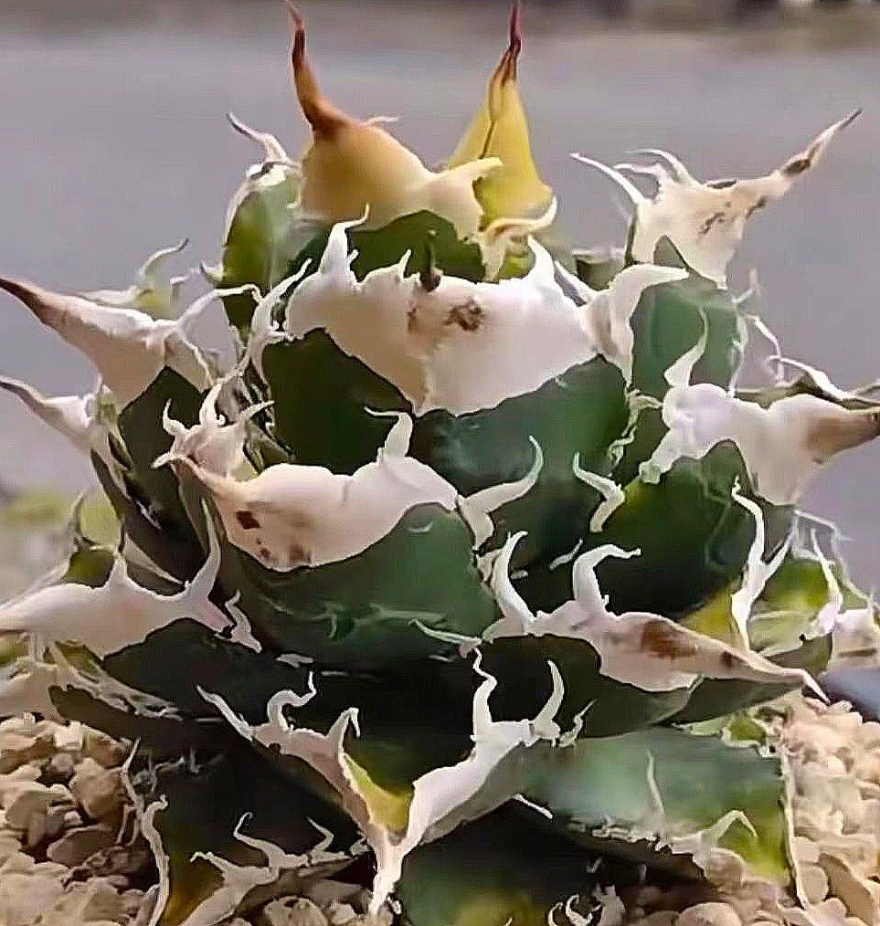 C212多肉植物 アガベ チタノタ 鬼爪 雪峰 強棘 狂刺|Yahoo C212多肉植物 アガベ チタノタ 鬼爪 雪峰 強棘 狂刺|Yahoo