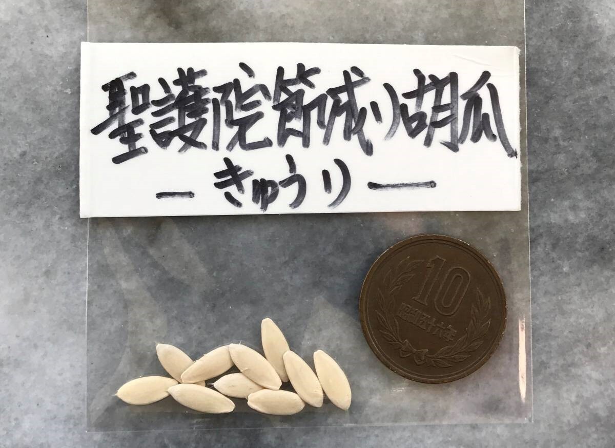 聖護院節成りキュウリ 京都伝統野菜 固定種 たね１０粒 ￥100スタート_固定種 たね１０粒 ￥100