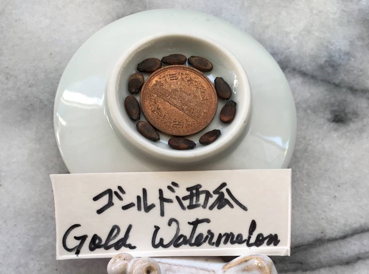 ゴールド西瓜 　早生、金色皮、真っ赤な肉ミニすいか たね１0粒 ￥２００スタート_たね１0粒 ￥２００スタート