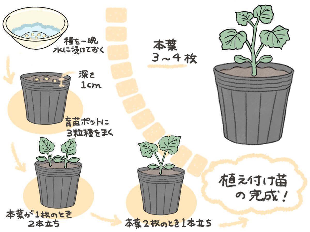 聖護院節成りキュウリ 京都伝統野菜 固定種 たね１０粒 ￥100スタート_ポット播きのおすすめ