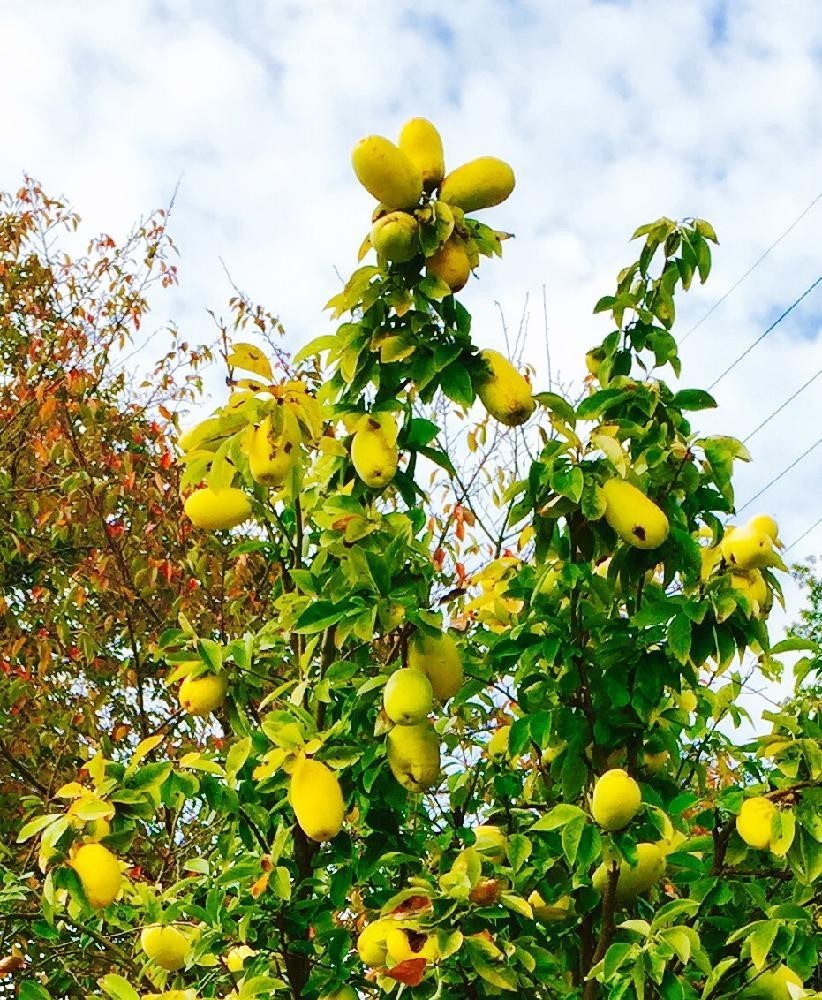 ポポー 【pawpaw】 大果350ｇ優良新種 シェナンドー【Shenandoah】接ぎ木および挿し木の穂木用 休眠枝 １本 ￥400スタート_１０月の収穫期間