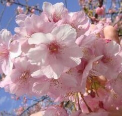 ♪♪　日本の春　桜　河津桜（カワヅ）　伊豆の河津町は全国的に有名　満開になると壮大です。高さは底部から２００センチ程度　♪♪_満開の花のイメージです♪♪
