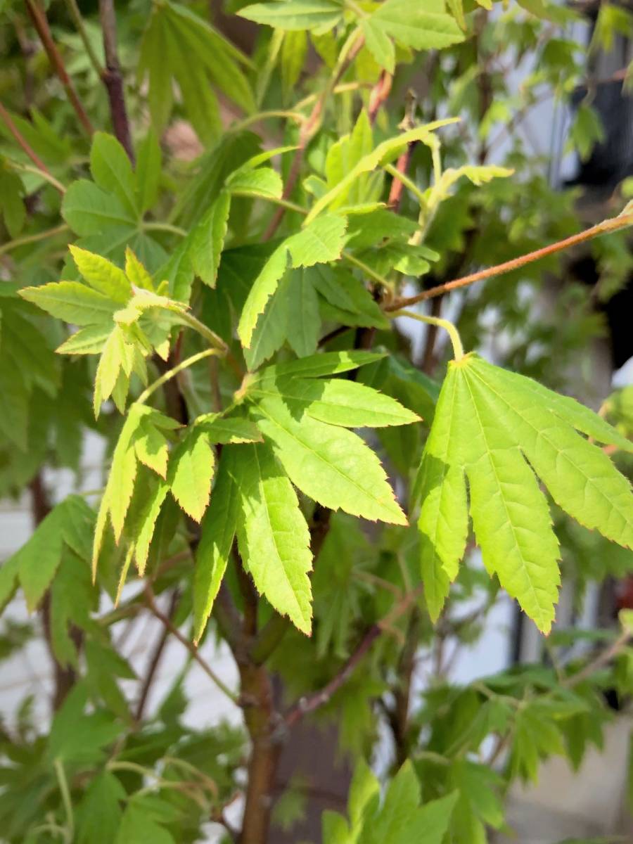 *momijiko is uchiwa maple. branch shide .momiji goods kind [.. ..]. seeds kind 40 bead bonsai also 2023 year 11 month . taking *