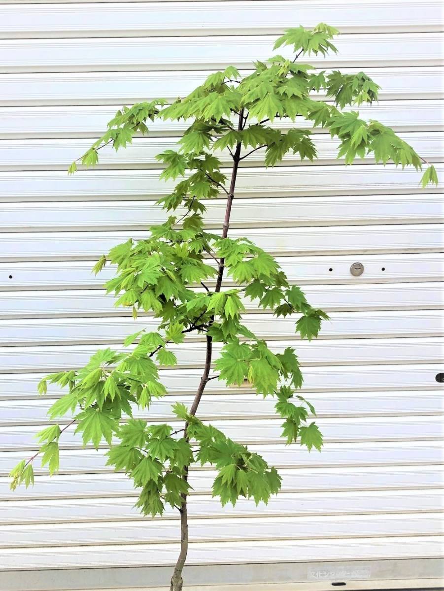 *momijiko is uchiwa maple. branch shide .momiji goods kind [.. ..]. seeds kind 40 bead bonsai also 2023 year 11 month . taking *