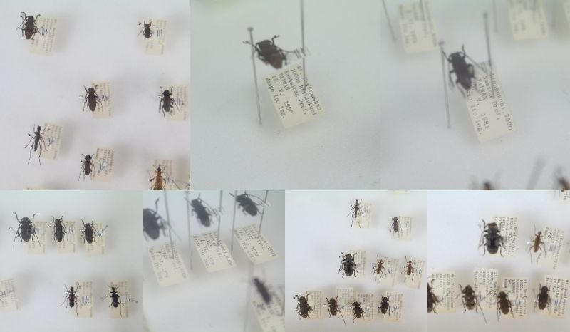 中古◆昆虫標本 ドイツ箱入 カミキリムシ 台湾 タイ 海外 藤本標本用品謹製◆201e_画像3