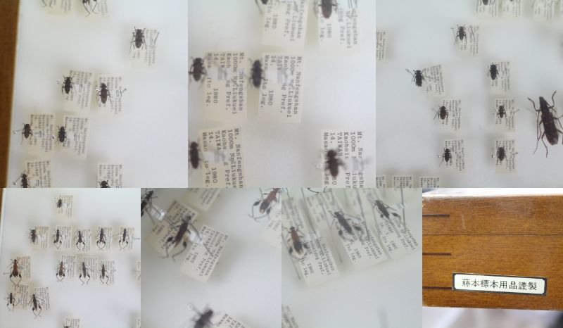 中古◆昆虫標本 ドイツ箱入 カミキリムシ 台湾 タイ 海外 藤本標本用品謹製◆201e_画像10