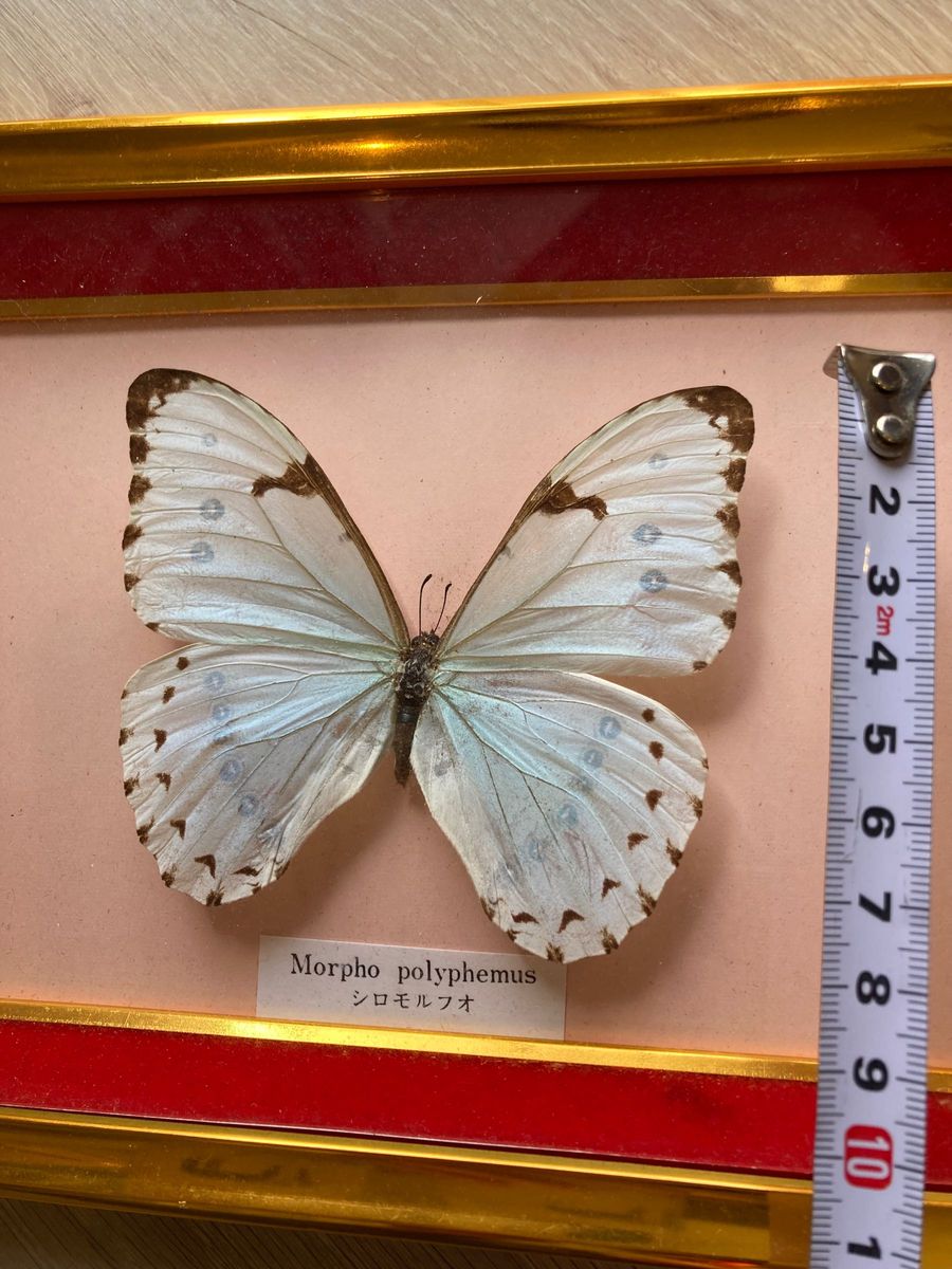オオルリアゲハ、白モルフォ 標本 コレクション 蝶